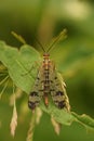 Vertical closeup on one of the European scorpionflies, Panorpa cognata, sitting on a green leaf