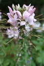 Vertical closeup on the pink flower of a spider flower or grandfather's whiskers plant, Cleome hassleriana