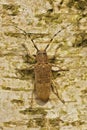 Vertical closeup on a Poplar Longhorned Beetle, Saperda carcharias sitting on a tree trunk