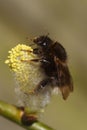 Vertical closeup on a queen Tree bumblebee, Bombus hypnorum, on yellow pollen of blossoming Willow, Salix in the spring Royalty Free Stock Photo