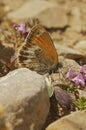 Vertical closeup on a rare and endangered Pearly Heath, Coenonympha arcania Royalty Free Stock Photo