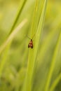 Vertical closeup on the rare Little longhorn micro moth, Cauchas fibulella, sitting against a blurred green background