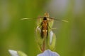 Natural vertical closeup on the rare Little longhorn micro moth, Cauchas fibulella, sitting against a blurred green
