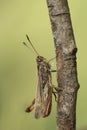Vertical closeup on the rare rufous grasshopper, Gomphocerippus rufus