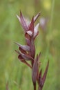 Vertical closeup on the red c olored Long-lipped tongue orchis, Serapias vomeracea with green natural blurred background