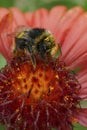 Vertical closeup on a red-tailed bumblebee, Bombus lapidarius with yellow pollen on a bright red Gallardia flower