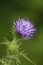 Vertical closeup on the soft purple flower of a curly plumeless thistle, Carduus crispus