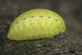 Natural vertical closeup on somewhat unusual, green caterpillar of the pale colored festoon moth, Apoda limacodes