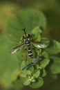 Vertical closeup on a strange Thick headed fly, the Yellow-legged Beegrabber , Conops flavipes sitting on a green leaf Royalty Free Stock Photo