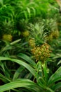 Vertical closeup on a tiny Pineapple fruit body , growing in between fresh green foliage Royalty Free Stock Photo