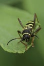 Vertical closeup on a wasp-mimicking longhorn beetle, Clytus arietis Royalty Free Stock Photo