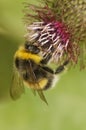 Vertical closeup on a white-tailed bumblebee , Bombus lucorum on a purple thistle flower Royalty Free Stock Photo