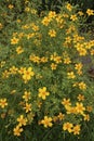 Colorful vertical closeup on an abundant flowering ornage Coreopsis plant in the garden