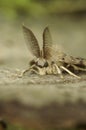 Vertical detailed closeup on a Gypsy moth , Lymantria dispar with it's remarkable bat-alike antenna