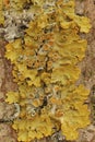 Vertical detailed closeup on a yellow scale or maritime sunburst lichen, Xanthoria parietana