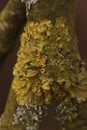 Vertical detailed closeup on a yellow scale or maritime sunburst lichen, Xanthoria parietana