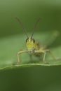 Vertical frontal closeup on the European meadow grasshopper, Pseudochorthippus parallelus