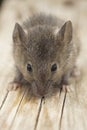Vertical frontal view on a small juvenile Common house mouse, Mus musculus sitting on wood