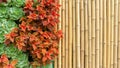 Natural vertical garden background decorated with yellow bammboo trunk, green ornamental Cabbage, Acephala group kale