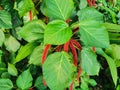 Natural view of Acalypha hispida flowers with fresh green leaves. This plant is also known as the Philippines Medusa, red hot cat