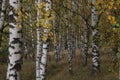 Natural view of an autumnal birch trees forest in the countryside of Gamla Uppsala, Sweden Royalty Free Stock Photo