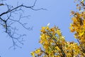 Natural view of autumnal leaves on the tree branches under a clear blue sky background Royalty Free Stock Photo