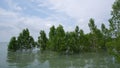 Avicennia marina tree habitat that is inundated by high tide, in Belo Laut Village