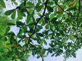 A natural view of big branch with blur green leaves. Photo taken from under the tree. Royalty Free Stock Photo