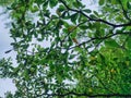 A natural view of big branch with blur green leaves taken from under the tree. Royalty Free Stock Photo