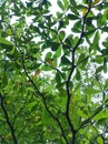 A natural view of big branch with green leaves taken from under the tree. Royalty Free Stock Photo