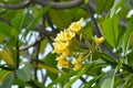 Natural View A Bunch Of White Yellow Frangipani Or Plumeria Flowers Tree Royalty Free Stock Photo