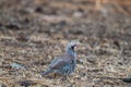 Natural view of a chukar partridge perched on a grass Royalty Free Stock Photo