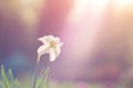 Natural view of daffodil flower bloom in garden with green grass as nature background