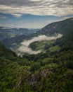 Natural view of a dense forest covered with fog Royalty Free Stock Photo