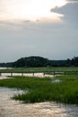 Natural view of grasses and swamp under a cloudy sky Royalty Free Stock Photo