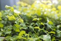 Natural view of green foliage in the garden in the summer under the sun. Natural green tree landscape used as background or Royalty Free Stock Photo