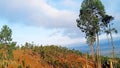 Natural view of the hill on the cikuray mountain