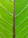 Natural view of large green leaf vein patterns structure of tropical plants at the park.