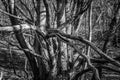 Natural view of a leafless tres in a spooky forest in grayscale