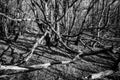 Natural view of a leafless tres in a spooky forest in grayscale