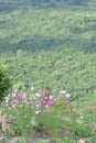 Cosmos Flower Land, Grassland in the mountain plateau, forest and sunny. Royalty Free Stock Photo