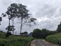 natural view of small Indonesian mountains in a village in South Sulawesi