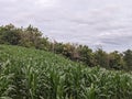 natural view of small Indonesian mountains in a village in South Sulawesi