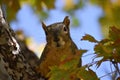 Natural view of a squirrel looking at the camera on a tree branch