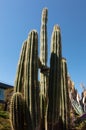 Natural view of tall cactus plants under a clear blue sky