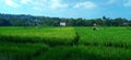 The natural view of the vast expanse of rice fields.