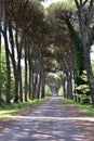 Natural view of a walkway in a park with tall trees on both sides Royalty Free Stock Photo