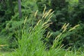 Natural View Yellow Hairy Grassland Flowers Waving In The Wind In Agricultural Area At Village Royalty Free Stock Photo