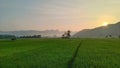 Natural views of rice fields with the beautiful backdrop of Mount Limo in Pacitan, East Java, Indonesia