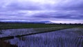 Natural violet dark morning sawah Royalty Free Stock Photo